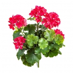 Geranium bush 39cm UV